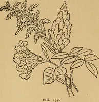An illustration from Ladies's work for pleasure and profit (1894)
