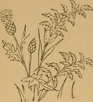 An illustration from Ladies's work for pleasure and profit (1894)