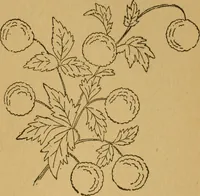 An illustration from Ladies's work for pleasure and profit (1894)