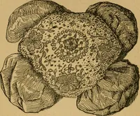 An illustration from Ladies's work for pleasure and profit (1894)