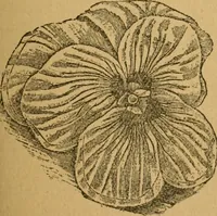 An illustration from Ladies's work for pleasure and profit (1894)