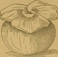 An illustration from Ladies's work for pleasure and profit (1894)