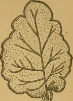 An illustration from Ladies's work for pleasure and profit (1894)