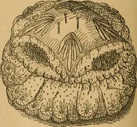 An illustration from Ladies's work for pleasure and profit (1894)
