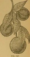 An illustration from Ladies's work for pleasure and profit (1894)