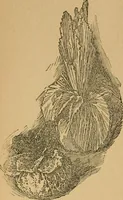 An illustration from Ladies's work for pleasure and profit (1894)