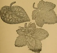 An illustration from Ladies's work for pleasure and profit (1894)
