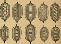 An illustration from Ladies's work for pleasure and profit (1894)