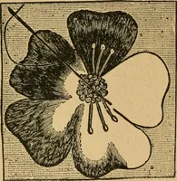An illustration from Ladies's work for pleasure and profit (1894)