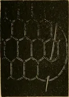 An illustration from Ladies's work for pleasure and profit (1894)