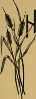 An illustration from Ladies's work for pleasure and profit (1894)