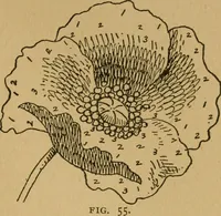 An illustration from Ladies's work for pleasure and profit (1894)
