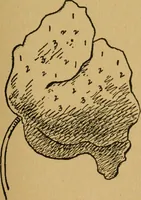 An illustration from Ladies's work for pleasure and profit (1894)