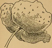 An illustration from Ladies's work for pleasure and profit (1894)