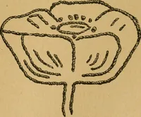 An illustration from Ladies's work for pleasure and profit (1894)