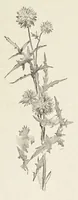 An illustration from La Dryade, revue antique (1903)