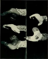 Picture 35 of 56 from Lady Charlotte Schreiber's journals : confidences of a collector of ceramics & antiques throughout Britain, France, Holland, Belgium, Spain, Portugal, Turkey, Austria & Germany from the year 1869 to 1885 (1911), leaf 432