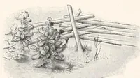 An illustration from Lady Hollyhock and her friends : a book of nature dolls and others (1917)