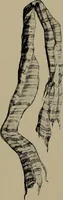 An illustration from Lady Hollyhock and her friends; a book of nature dolls and others (1906)