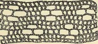 Picture 33 of 51 from The lady's assistant for executing useful and fancy designs in knitting, netting and crochet work... (1847), leaf 561