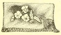 Picture 6 of 17 from A lady's book on art embroidery in silk, with engraved patterns (1886), leaf 31