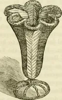 Picture 32 of 45 from The lady's manual of fancy-work : a complete instructor in every variety of ornamental needle-work ... (1858), leaf 145