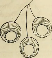 Picture 8 of 45 from The lady's manual of fancy-work : a complete instructor in every variety of ornamental needle-work ... (1858), leaf 88