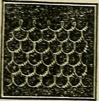 An illustration from The lady's manual of fancy work : a complete instructor in every variety of ornamental needle-work : including applique... (1859)