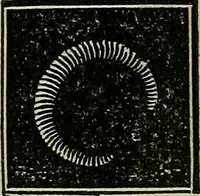 An illustration from The lady's manual of fancy work : a complete instructor in every variety of ornamental needle-work : including applique... (1859)