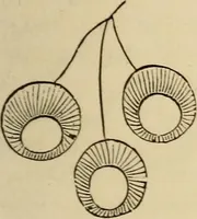 An illustration from The lady's manual of fancy work : a complete instructor in every variety of ornamental needle-work : including applique... (1859)