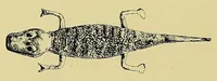 An illustration from La France au Dahomey (1895)