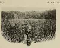 An illustration from L'Afrique equatoriale illustrée (1913)