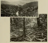 An illustration from L'Afrique equatoriale illustrée (1913)