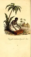 An illustration from L'Afrique, ou Histoire, moeurs, usages et coutumes des africains : le Sénégal (1814)