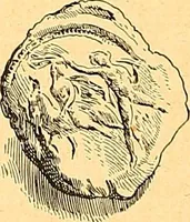 An illustration from La gravure en pierres fines : camées et intailles (1894)