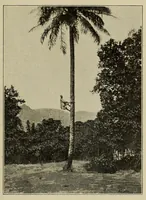 An illustration from La Guinée française: races, religions, coutumes, production, commerce (1907)