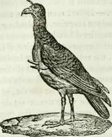 An illustration from La Lanterne magique : journal des choses curieuses et amusantes (1833)