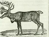 An illustration from La Lanterne magique : journal des choses curieuses et amusantes (1833)