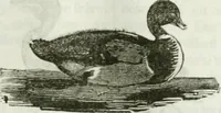 An illustration from La Lanterne magique : journal des choses curieuses et amusantes (1833)