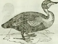 An illustration from La Lanterne magique : journal des choses curieuses et amusantes (1833)