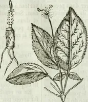 An illustration from La Lanterne magique : journal des choses curieuses et amusantes (1833)