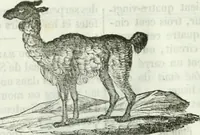 An illustration from La Lanterne magique : journal des choses curieuses et amusantes (1833)