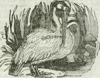 An illustration from La Lanterne magique : journal des choses curieuses et amusantes (1833)