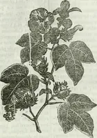An illustration from La Lanterne magique : journal des choses curieuses et amusantes (1833)