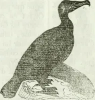 An illustration from La Lanterne magique : journal des choses curieuses et amusantes (1833)