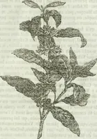 An illustration from La Lanterne magique : journal des choses curieuses et amusantes (1833)