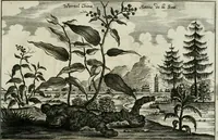 Picture 135 of 158 from L'ambassade de la Compagnie orientale des Provinces Unies vers l'empereur de la Chine, ou grand cam de Tartarie, faite par les Srs. Pierre de Goyer, & Jacob de Keyser (1665), leaf 452