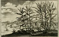 An illustration from L'ambassade de la Compagnie orientale des Provinces Unies vers l'empereur de la Chine, ou grand cam de Tartarie, faite par les Srs. Pierre de Goyer, & Jacob de Keyser (1665)