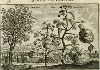 An illustration from L'ambassade de la Compagnie orientale des Provinces Unies vers l'empereur de la Chine, ou grand cam de Tartarie, faite par les Srs. Pierre de Goyer, & Jacob de Keyser (1665)
