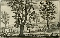 An illustration from L'ambassade de la Compagnie orientale des Provinces Unies vers l'empereur de la Chine, ou grand cam de Tartarie, faite par les Srs. Pierre de Goyer, & Jacob de Keyser (1665)